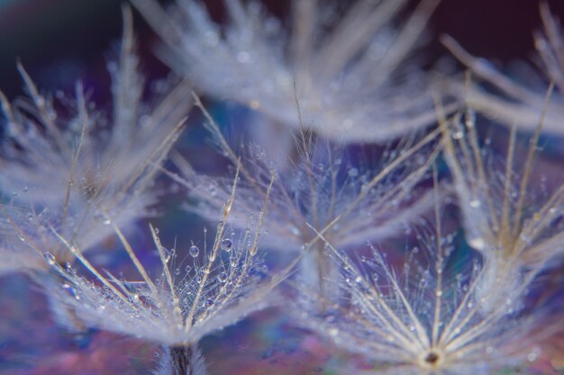 Macro flower background