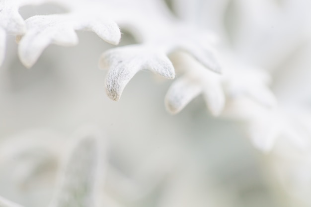 Macro flower background