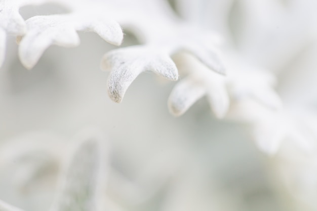 Macro flower background 