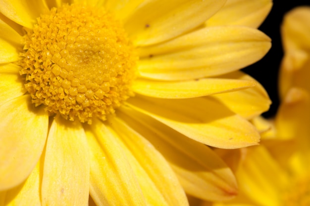 Photo macro flower background