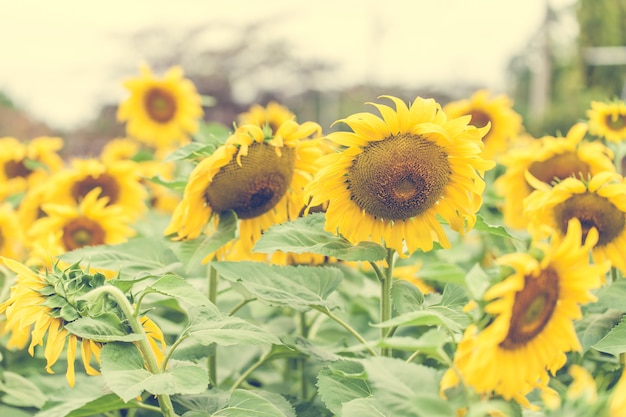 Macro flower background