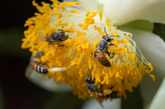 マクロの花蜂群