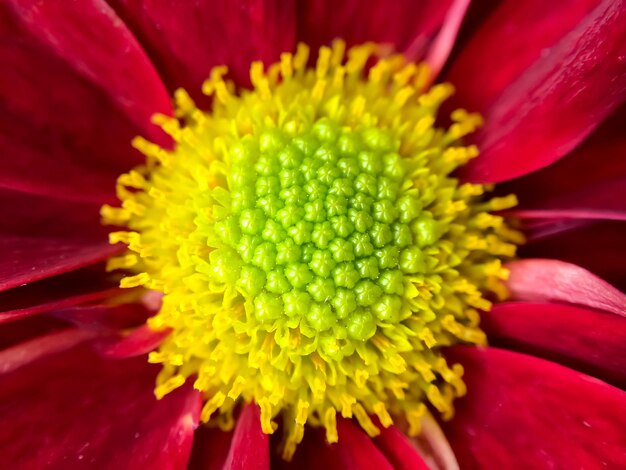 Macro flower centre