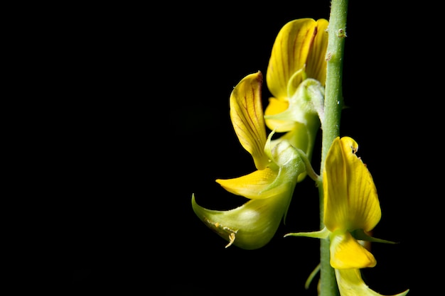 Macro flower, orchid flower