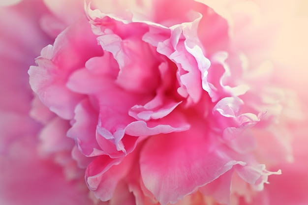 Macro flower of Paeonia lactiflora. Toned