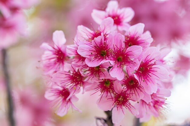 Макро Цветок Prunus cerasoides