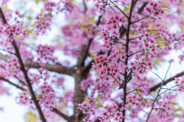 Макро Цветок Prunus cerasoides