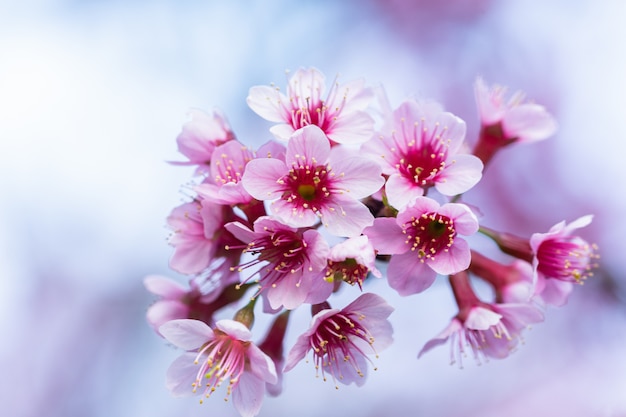 Макро Цветок Prunus cerasoides