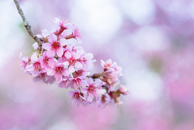 Макро Цветок Prunus cerasoides