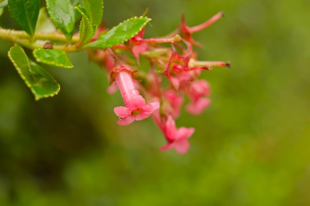 Macro of the flowers of a escallonia