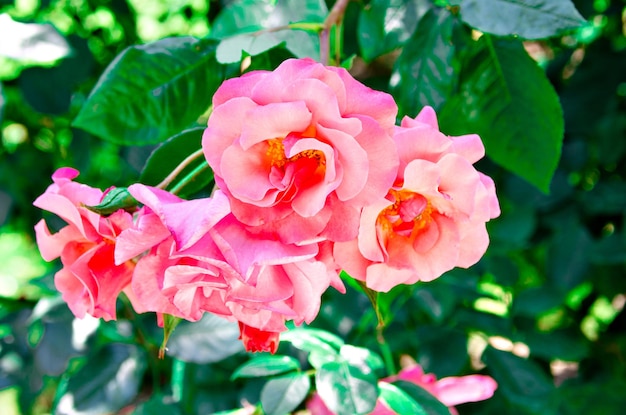 Macro of flowers, highlighting their color and texture.