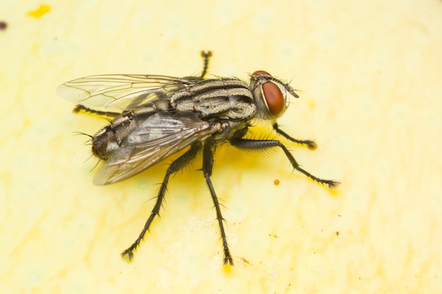 Macro fly one