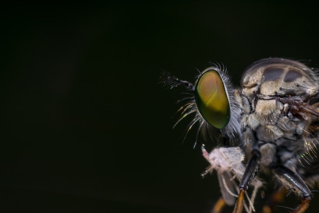 Macro of fly (Robber Fly, Asilidae, Predator) insect close up on the leave in nature