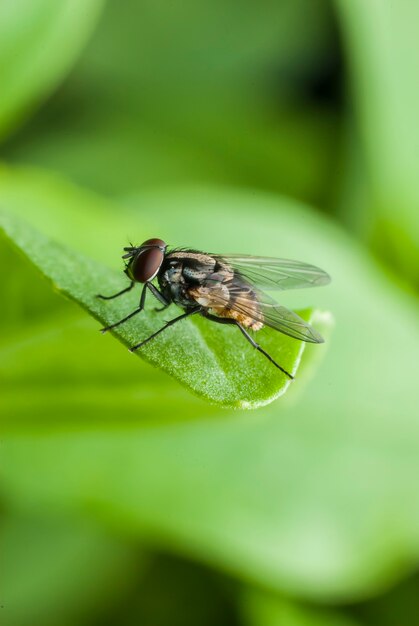 Macro fly