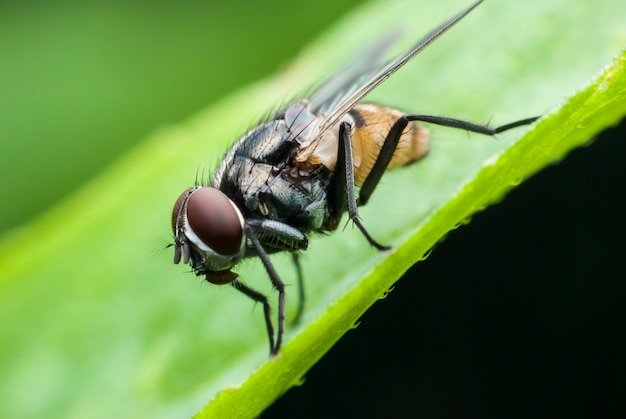 Macro fly