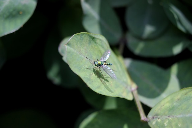 Macro una zanzara della foresta appollaiata su una foglia