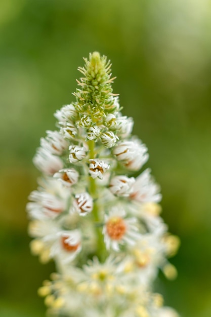 macro foto bloem