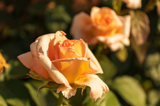Macro foto natuur bloeiende knop van een roze roos. Achtergrond geopende rozenknop. Rosebud met roze bloemblaadjes.