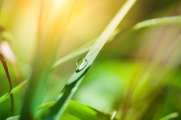 Macro foto van druppel op het gras, selectieve aandacht. Mooie zomerse achtergrond met groen gras.