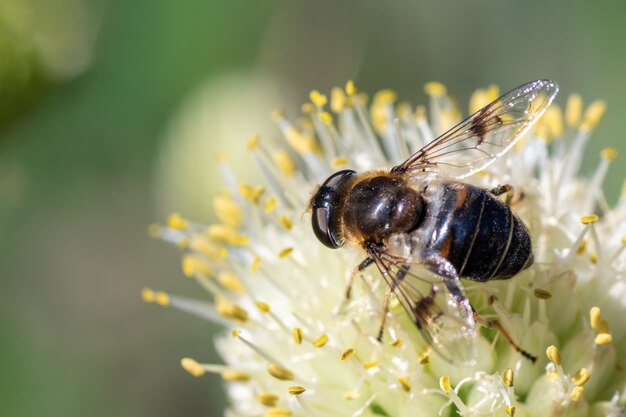 Macro foto van een bij die bestuift en nectar verzamelt op een witte bloem, kopieer ruimte selectieve focus bovenaanzicht.