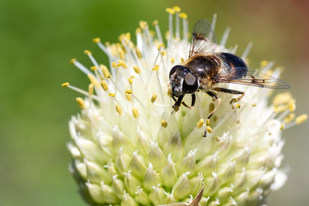 Macro foto van een bij die bestuift en nectar verzamelt op een witte bloem, kopieer ruimte selectieve focus bovenaanzicht.