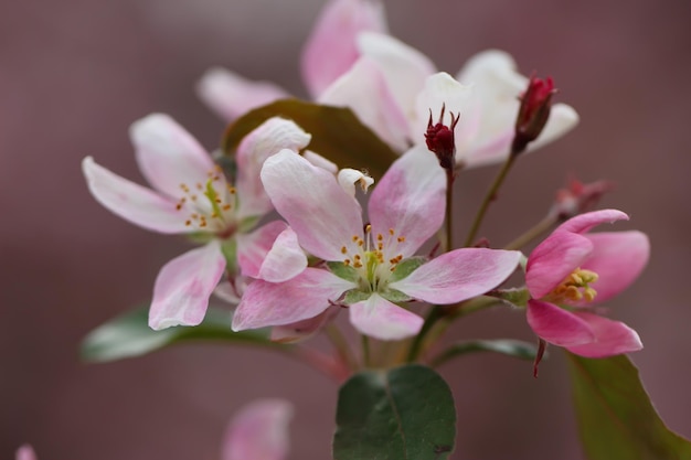 macro foto van een witte appel bloemblaadjes meeldraden en stampers met selectieve focus