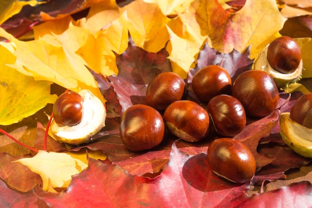 macro foto van herfst kastanjes op een achtergrond van gele bladeren.