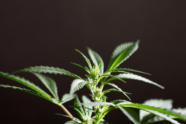 macro foto van marihuana bloem met bladeren soorten bruidstaart bloei zwarte achtergrond