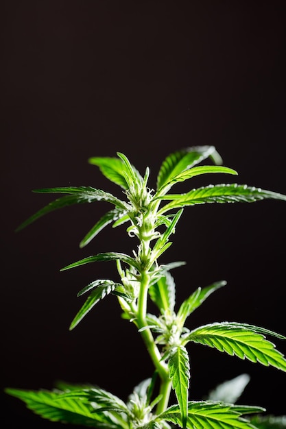 macro foto van marihuana bloem met bladeren soorten bruidstaart bloei zwarte achtergrond