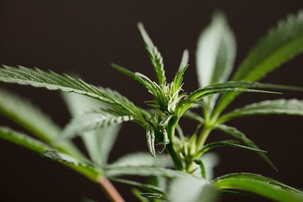 macro foto van marihuana bloem met bladeren soortnaam bruidstaart bloei zwarte achtergrond