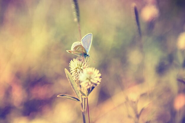 Foto macro foto van vlinder. kleine scherptediepte. vintage-effect. mooie zomerse achtergrond.