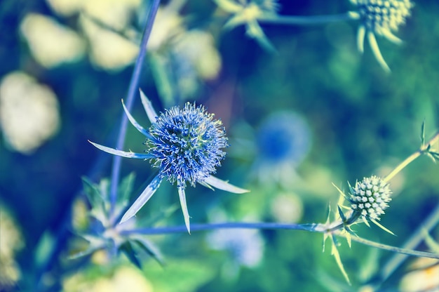 Macro foto van wilde bloemen. Kleine scherptediepte. Vintage-effect