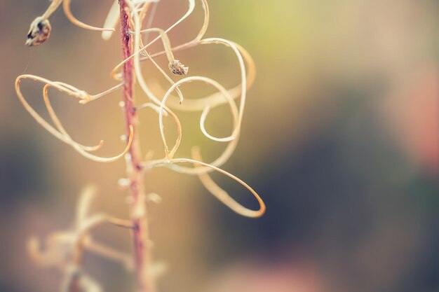 Macro foto van wilde grassen, kleine scherptediepte.