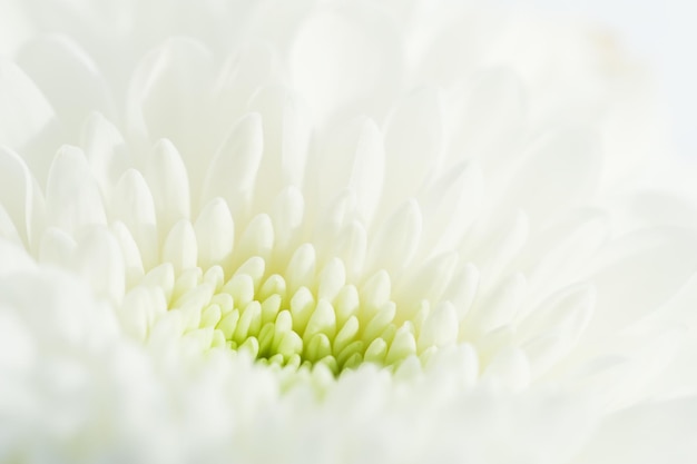 Macro foto van witte bloem. Wazig abstracte achtergrond