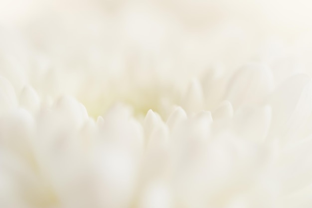 Macro foto van witte bloem. wazig abstracte achtergrond