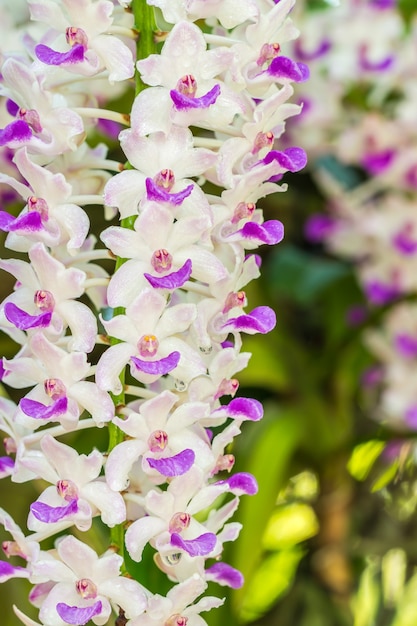Macro foto van witte en paarse orchidee, Rhynchostylis gigantea.