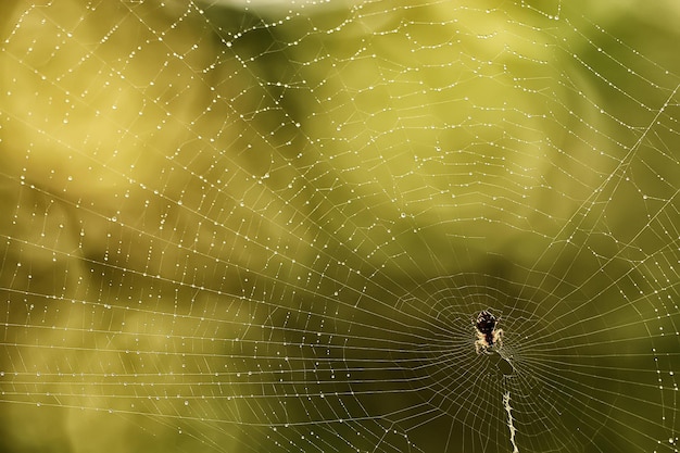 macro foto web / web strengen, reflecties en waterdruppels op een achtergrond van het web