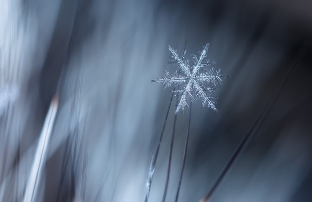 Foto macro di piccolo fiocco di neve congelato