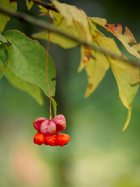 Macro of a fruit with seeds of european euonymus wild spindle tree