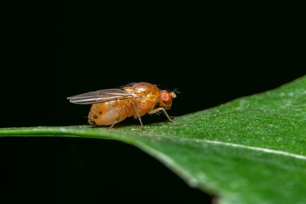 Macro fruitvlieg op de installatie