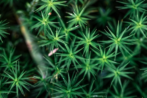 Macro geschoten gras en planten in het bos