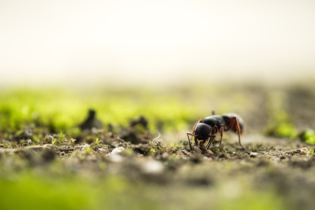 Foto macro geschotene mier ter plaatse