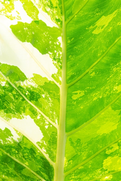 Macro gevlekt blad, selectieve focus gevlekte bananenbladeren bladeren van de bananenplant afwisselend groen
