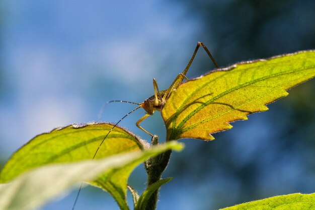 Macro Grasshopper inside a forest