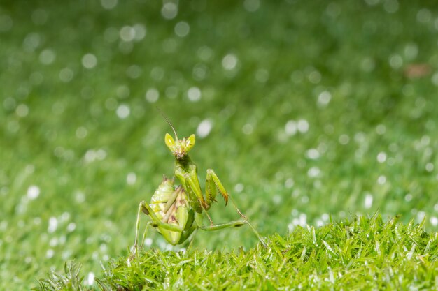 Macro grasshopper on the plant