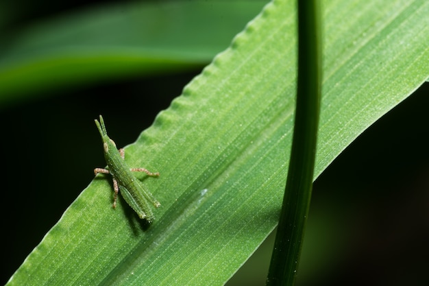 Macro grasshopper