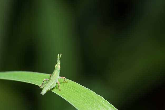 Macro grasshopper