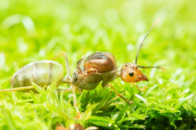 Фото Макро-зеленые муравьи на траве