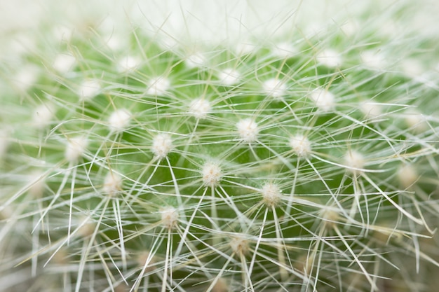 Macro green cactus