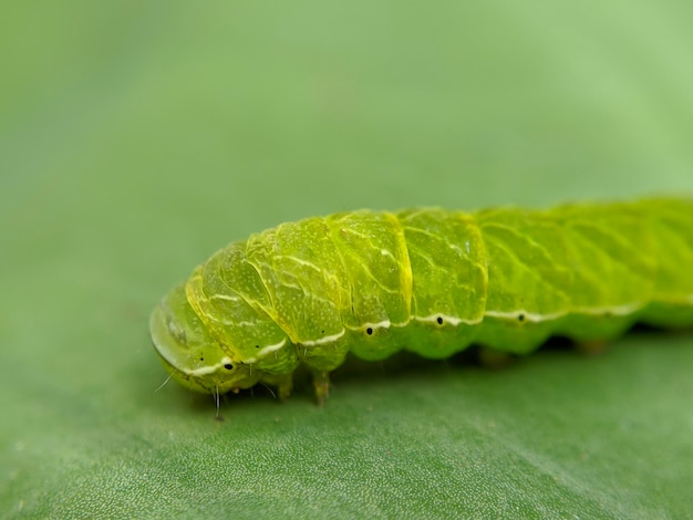 Photo macro of green caterpillar insect on green leaves